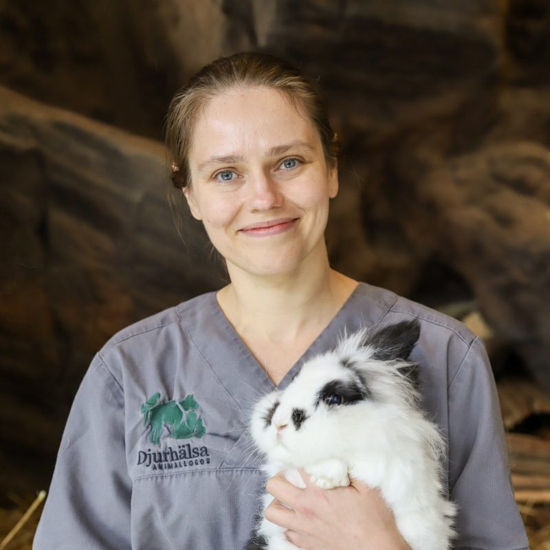 veterinär stockholm